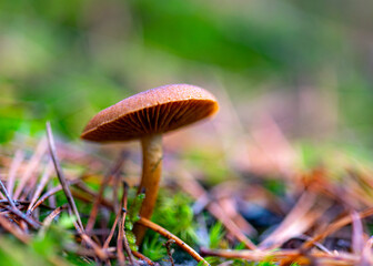 forest background foggy, blurred background, muted brown and gray tones in the background, autumn mushroom in the foreground, forest