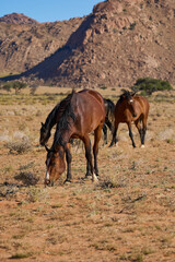 Windpferde Klein Aus Vista Namibia