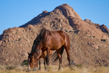 Windpferde Klein Aus Vista Namibia
