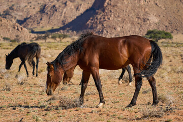 Windpferde Klein Aus Vista Namibia