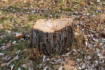 A close-up shot of a tree stump in a grassy field with fallen dry leaves under natural sunlight.
