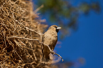Siedelweber (Philetairus socius), auch bekannt als Sociable Weaver (engl.) © Ren