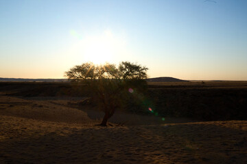 Baum in Namib W&uuml;ste