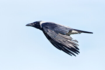 Hooded Crow (Corvus cornix) common across northern Europe seen on Bull Island Dublin