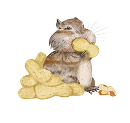 Cute chipmunk with peanuts — watercolor woodland rodent clipart