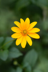 Heliopsis Helianthoides yellow blooming sunflower like flower. Closeup, top view photo outdoors isolated against natural green blurred background .Gardening planting concept. Free copy space.