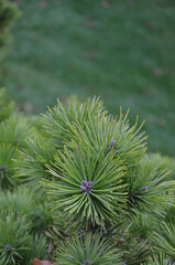 Pinus mugo 'Pumilio'  dwarf conifer christmas bushy plant. .Closeup outdoors branches with needles. Gardening growing, landscaping christmas dwarf shrubs. Free copy space.