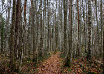 Forest background in a misty, ethereal painting, muted brown and gray tones in the background, creating a peaceful, mysterious atmosphere