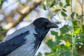 Hooded Crow (Corvus cornix) common across northern Europe seen on Bull Island Dublin