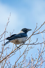 Hooded Crow (Corvus cornix) common across northern Europe seen on Bull Island Dublin