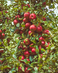 Jabłka w sadzie w trakcie zbiorów