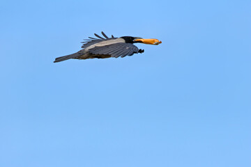 Hooded Crow (Corvus cornix) common across northern Europe seen on Bull Island Dublin