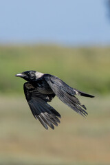 Hooded Crow (Corvus cornix) common across northern Europe seen on Bull Island Dublin