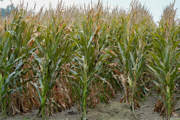 Field Corn