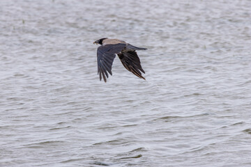Hooded Crow (Corvus cornix) common across northern Europe seen on Bull Island Dublin