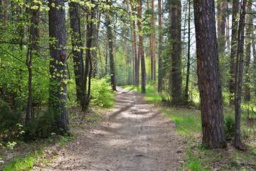 Fototapeta premium Serene Woodland Path with Dappled Light and no people