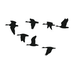 flying goose silhouette design. wild duck animal.