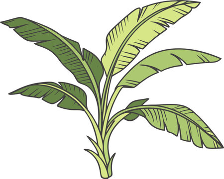 Photorealistic Banana Leaf Plant Illustration &ndash; Lush Tropical Foliage