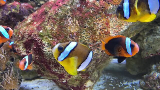 School of fish, Amphiprion clarkii and Amphiprion melanopus