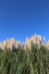 ムラサキシロガネヨシ