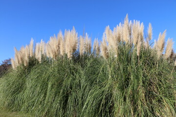 ムラサキシロガネヨシ