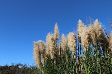 ムラサキシロガネヨシ