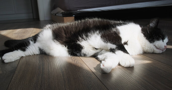 Cat lies on the bedroom floor in the sun's rays. - Powered by Adobe