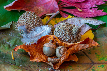 Autumn still life, feathers and acorns