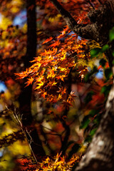 森の中で木漏れ日に輝く赤く色づいた楓