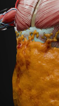 Weight loss Comparison. man body transformation. Before and after a thick and thin waist, Fat belly before and slim fit perfect abs after fast weight loss process. sports training. fat burn, 3d render