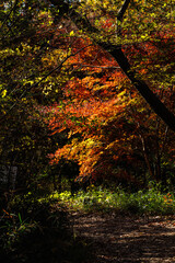 森の中で木漏れ日に輝く赤く色づいた楓