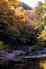 紅葉に染まる渓谷