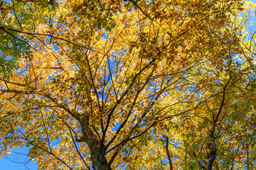 木漏れ日で黄色く色づく楓