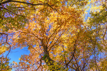 木漏れ日で黄色く色づく楓