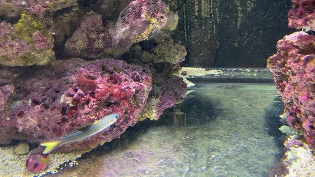 School of fish. Ptereleotris evides, the Blackfin dartfish or scissortail goby
