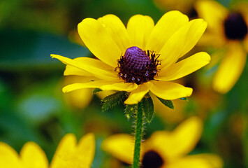 Rudbeckia hirta, black-eyed Susan,