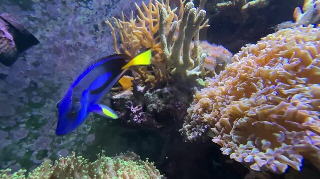 The regal blue tang, Paracanthurus hepatus, is most popular marine aquarium fish