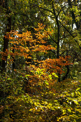 黄色に色づく紅葉