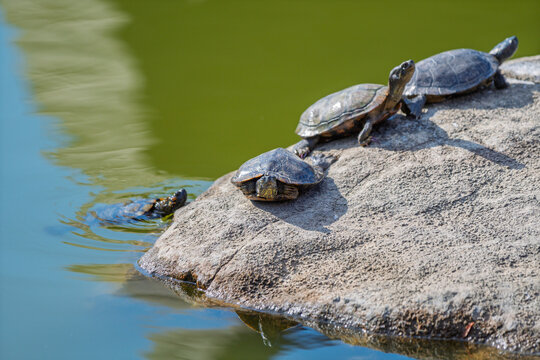 ミドリガメ」の写真素材 | 5,918件の無料イラスト画像 | Adobe Stock