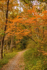 秋の紅葉に染まる遊歩道