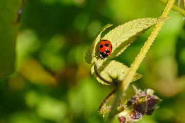 日差しを浴びてくつろぐてんとう虫