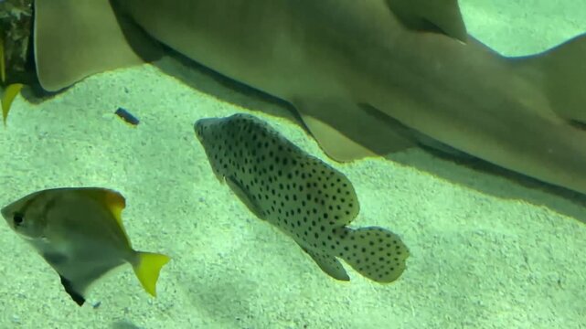 The humpback grouper, Cromileptes altivelis, grows up to 70 cm