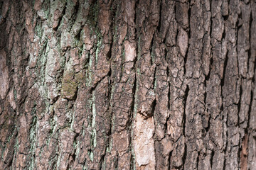 Obraz premium 苔むした老木の樹皮のテクスチャとクローズアップ