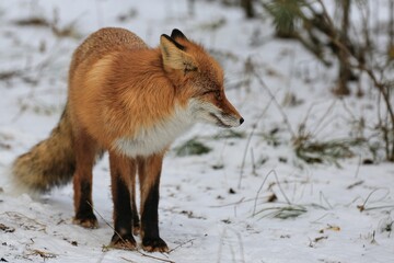 The red-haired wild fox