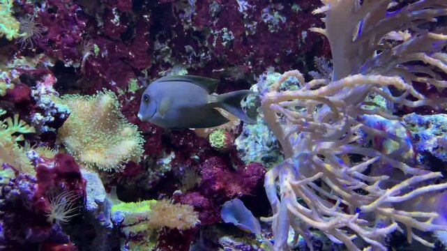 The striated surgeonfish, Ctenochaetus striatus, a maximum total length of 26 cm