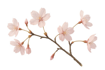 Fototapeta premium Cherry blossom branch blooming, showing pink sakura flowers and buds on transparent background, symbolizing spring