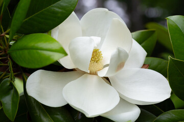 Fototapeta premium Magnolia grandiflora (Southern magnolia) flowers close-up. The fragrant flowers bloom in summer, and the contrast between the white flowers and the deep green leaves is very beautiful.