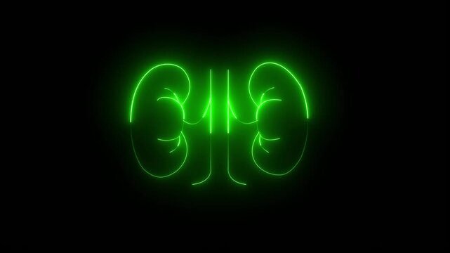 Glowing The kidney was divided into the right and left halves icon  heart kidneys light  modern neon nephrology organ anatomy biology, black background..