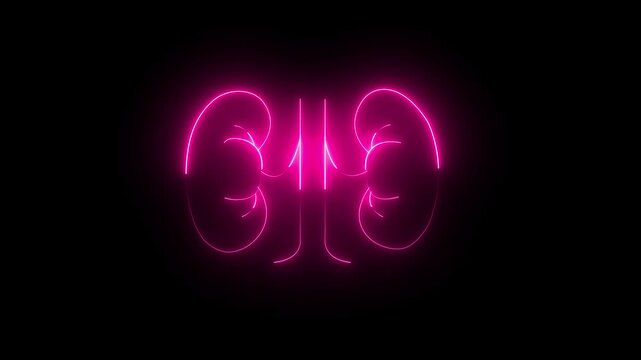 Glowing The kidney was divided into the right and left halves icon  heart kidneys light  modern neon nephrology organ anatomy biology, black background..