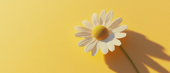 Chamomile flowers on yellow surface